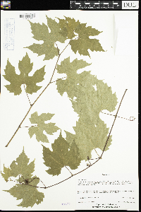 Vitis riparia image