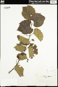 Vitis riparia image