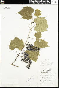 thumbnail image of current specimen
