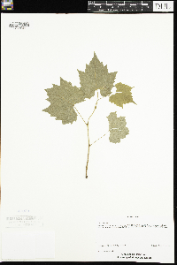 Vitis riparia image