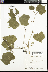 Vitis riparia image