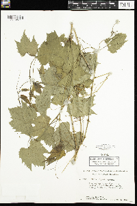 Vitis riparia image