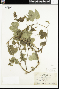 Vitis riparia image