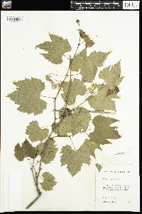 Vitis riparia image