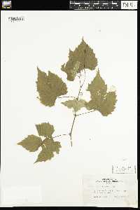 Vitis riparia image