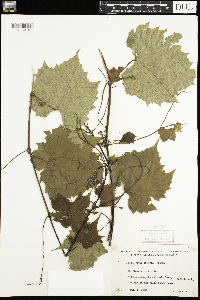 thumbnail image of current specimen