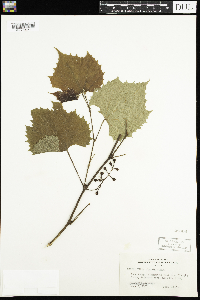 Vitis riparia image