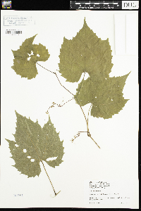 Vitis riparia image
