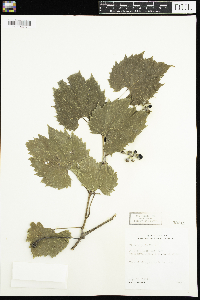 Vitis riparia image