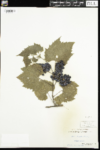 Vitis riparia image