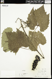 Vitis riparia image