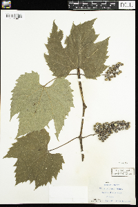 Vitis riparia image