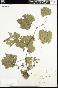 Vitis riparia image
