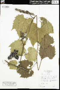 Vitis riparia image