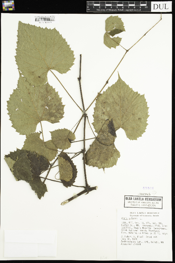 Vitis vulpina image
