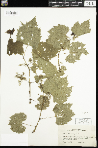 Vitis vulpina image