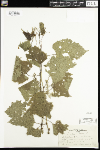 Vitis vulpina image