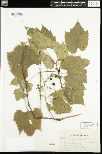Vitis vulpina image