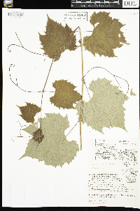 Vitis riparia image
