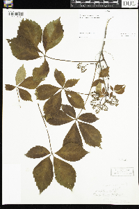 Parthenocissus quinquefolia image