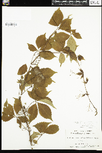 Parthenocissus quinquefolia image