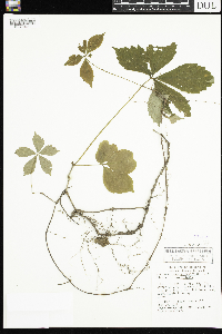 Parthenocissus quinquefolia image