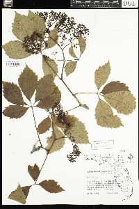 Parthenocissus quinquefolia image