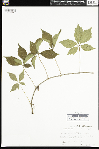 Parthenocissus quinquefolia image