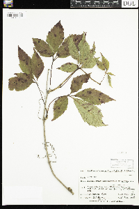 Parthenocissus quinquefolia image