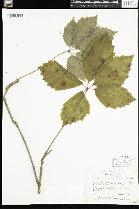 Parthenocissus quinquefolia image