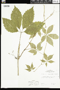 Parthenocissus quinquefolia image
