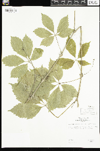 Parthenocissus quinquefolia image