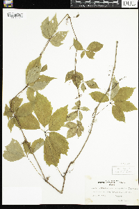 Parthenocissus quinquefolia image