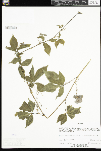 Parthenocissus quinquefolia image
