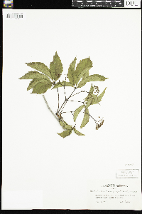 Parthenocissus quinquefolia image
