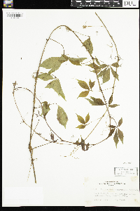 Parthenocissus quinquefolia image