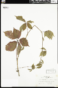 Parthenocissus quinquefolia image