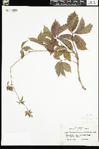 Parthenocissus quinquefolia image