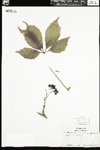 Parthenocissus quinquefolia image