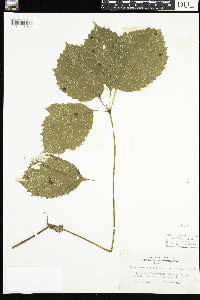 Parthenocissus quinquefolia image