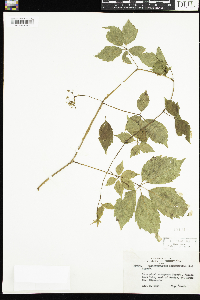 Parthenocissus quinquefolia image