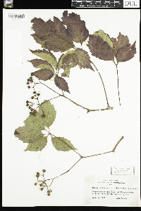 Parthenocissus quinquefolia image