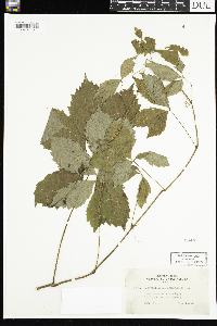 Parthenocissus quinquefolia image
