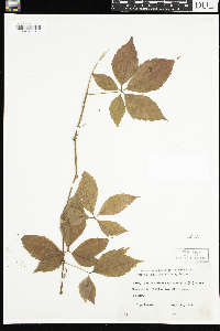 Parthenocissus quinquefolia image