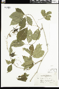 Parthenocissus quinquefolia image