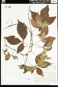 Parthenocissus quinquefolia image
