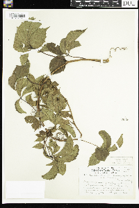 Parthenocissus quinquefolia image