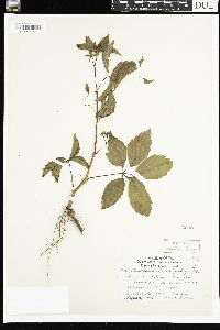Parthenocissus quinquefolia image