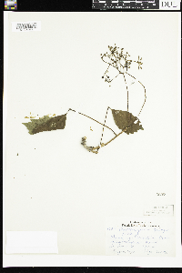 Parthenocissus quinquefolia image