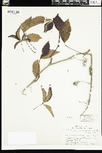 Parthenocissus quinquefolia image